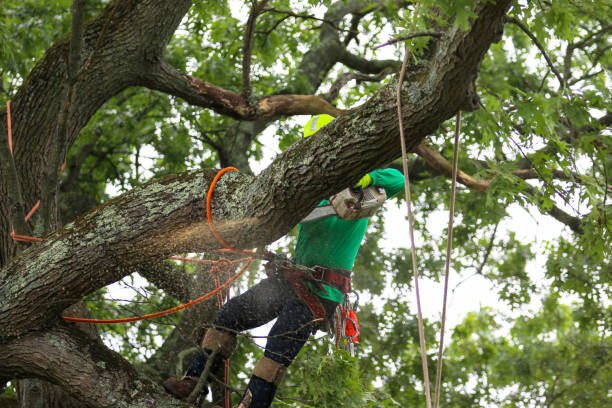 Tree Services