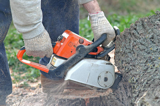 How Our Tree Care Process Works  in  Ten Mile Run, NJ